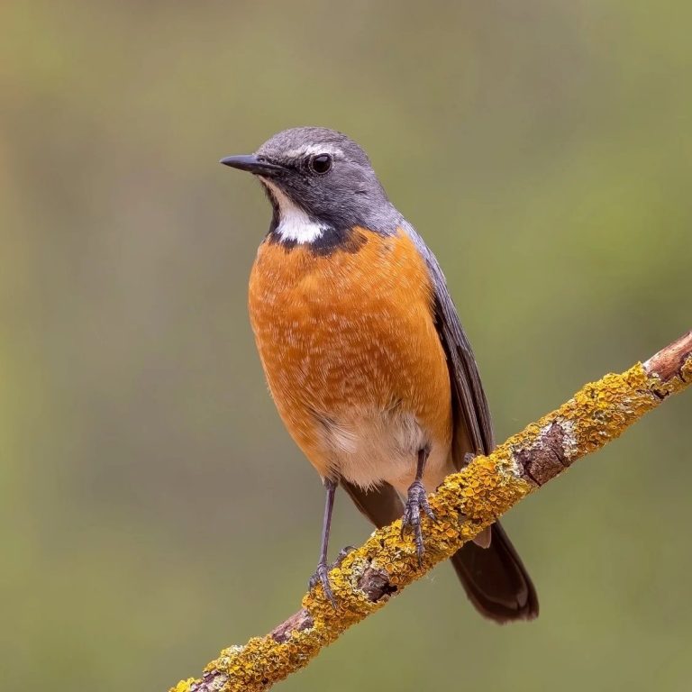 white-throated robin