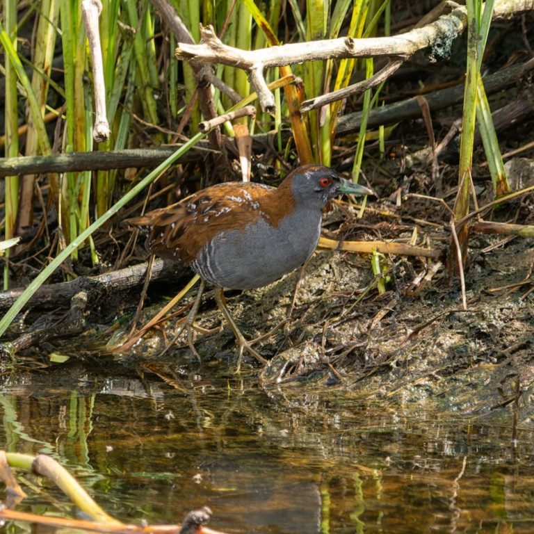 Baillon's Crake
