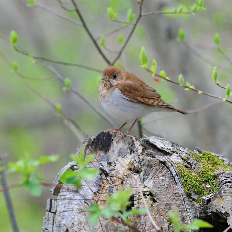 Veery