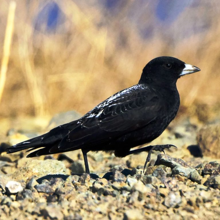 Black Lark