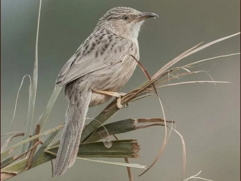 Afghan Babbler