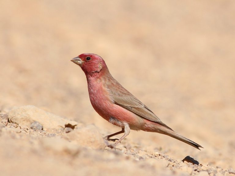 Sinai Rosefinch