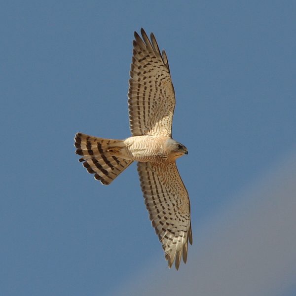 Levant Sparowhawk