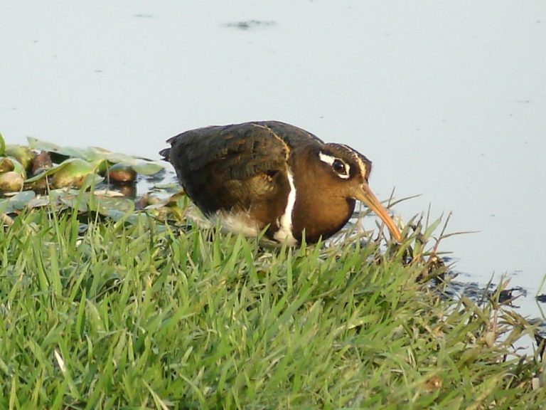 Greater Painted Snipe
