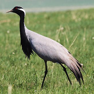Demoiselle Crane