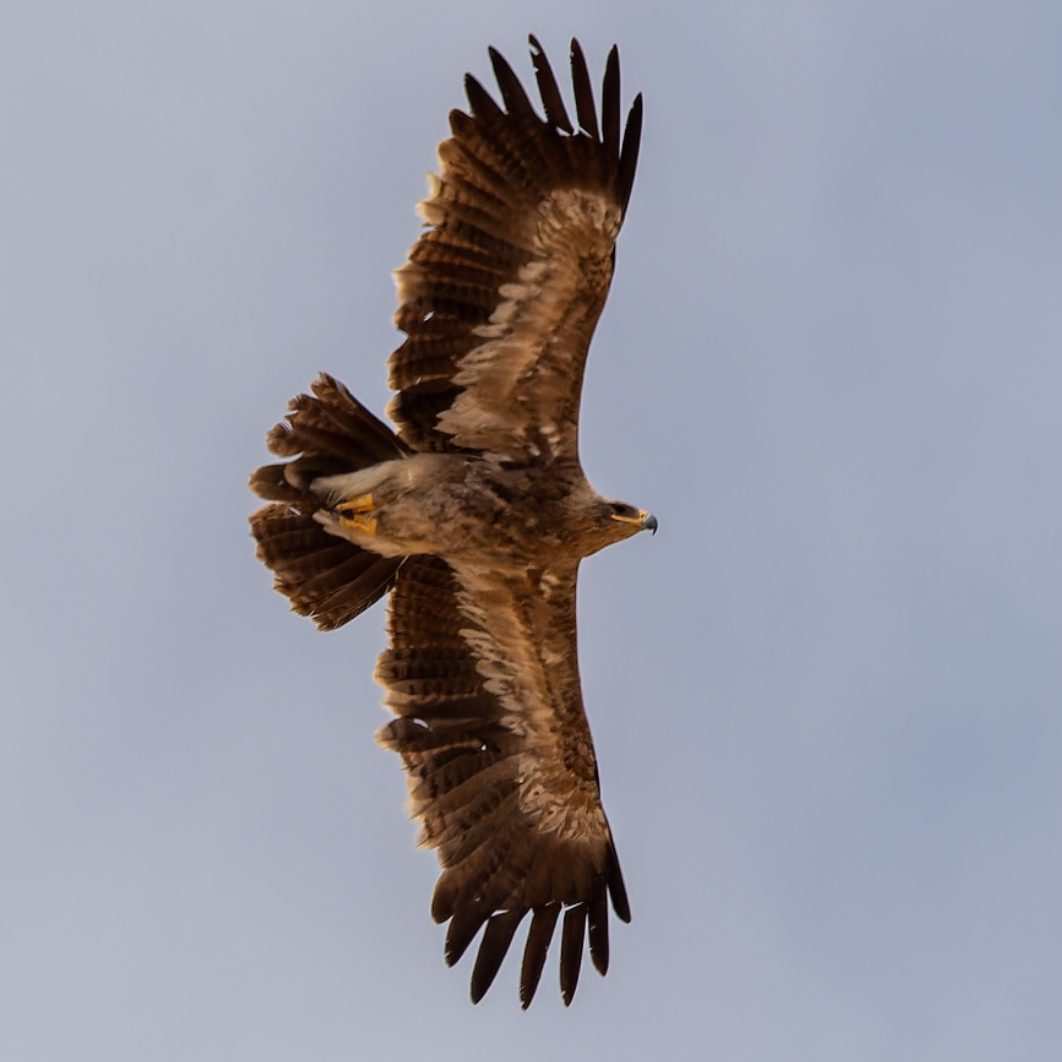 Steppe Eagle
