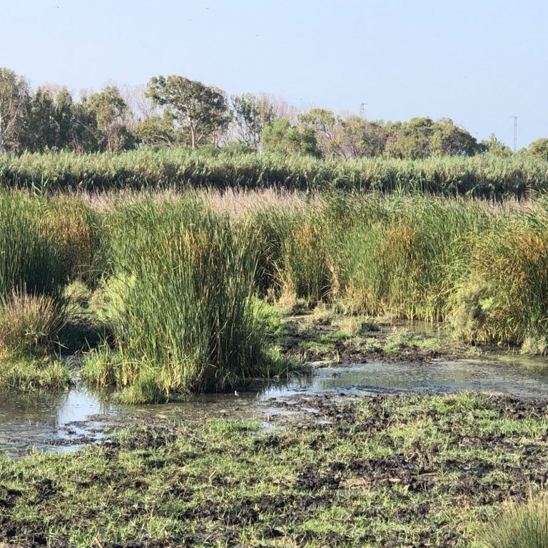Akrotiri Marsh