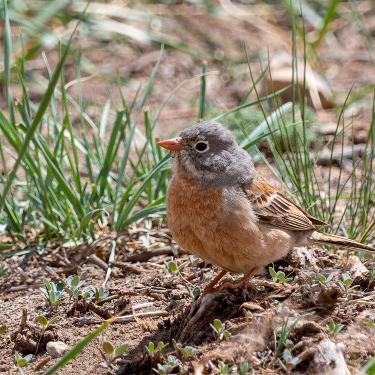 Grey-necked Bunting