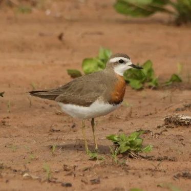 Caspian Plover