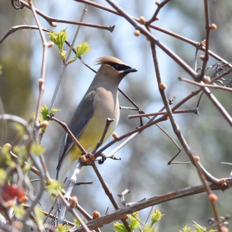 Cedar Waxwing Cedar Waxwing