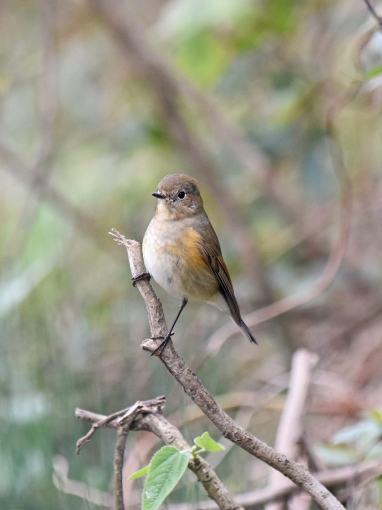 Red-flanked Bluetail Red-flanked Bluetail