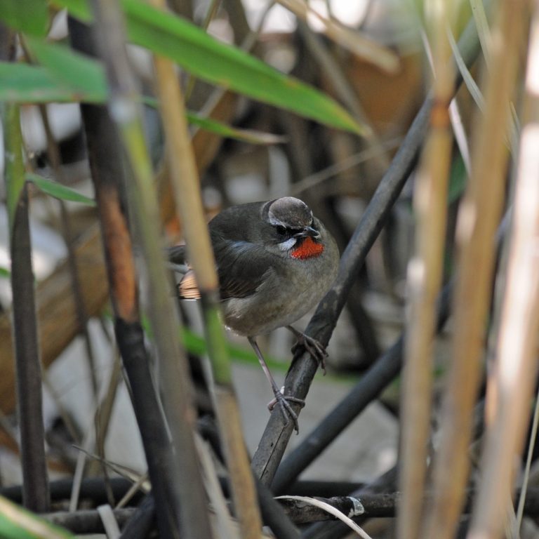Siberian Rubythroat