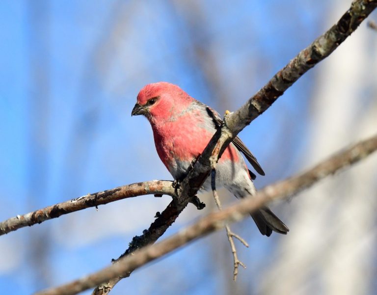 Pine Grosbeak