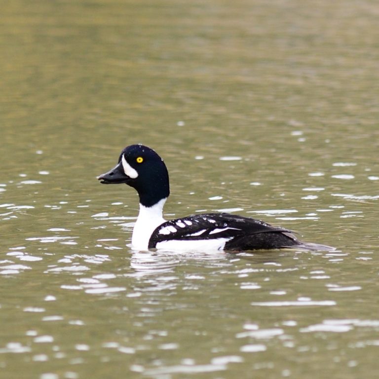 Barrow's Goldeneye Barrow's Goldeneye