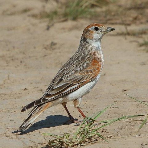 White-winged Lark