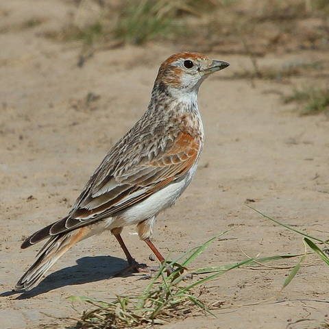 white-winged lark