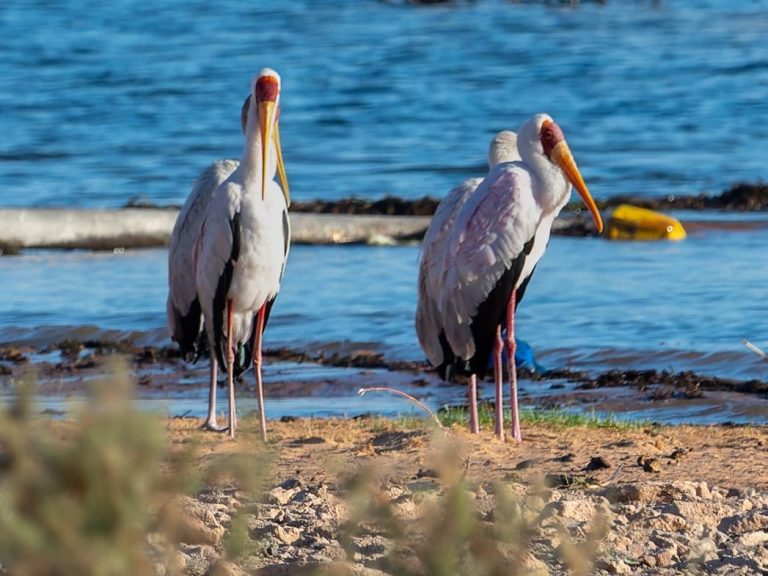 Greater Painted Snipe