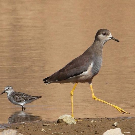 White-tailed Lapwing