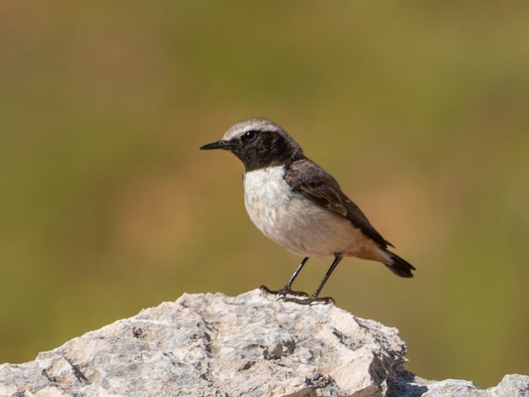 Kurdish Wheatear